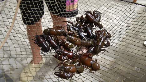 live european river crayfish. pacifastacus leniusculus