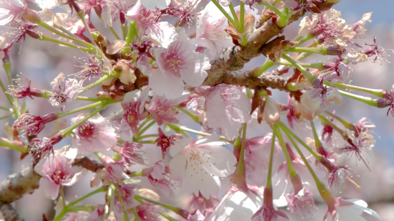 Tokyo'da berrak mavi bir gökyüzüne karşı dallarda pembe sakura çiçeklerinin makro çekimi.