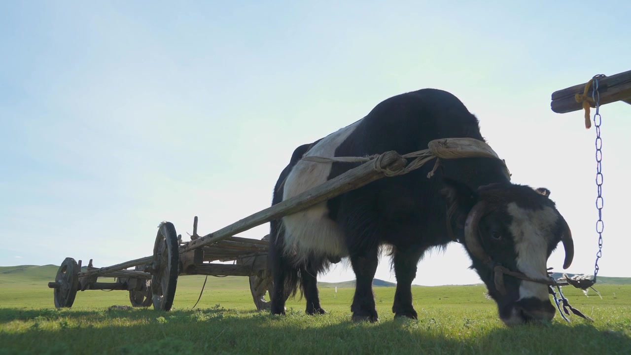 Domesticated Yak Grazing in a Green Meadow with a Wooden Cart