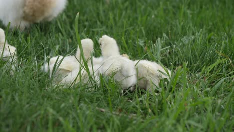 Pollitos-De-Pollo-Recién-Nacidos-En-La-Temporada-De-Pascua-De-Primavera---Estática-Al-Aire-Libre