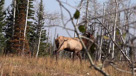 bull elk turns and walks through forest clearing