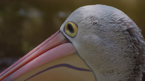 close-up of the majestic head of an australian pelican, showcasing its distinctive features and captivating gaze