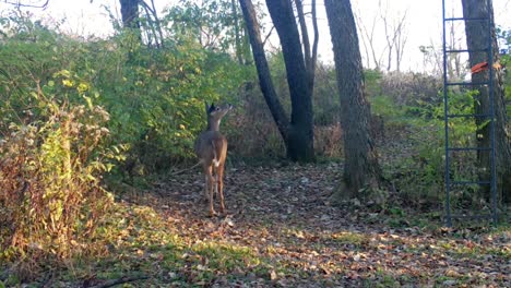 whitetail deer casually walking along a game trail on the edge of a corn field in the midwest in early autumn