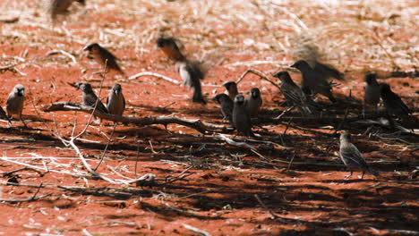 flock of sociable weavers on red kalahari sand