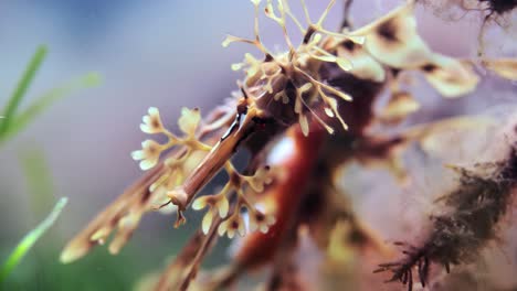 Dragón-De-Mar-Frondoso-Con-Huevos-Macro-Primeros-Planos-4k-Cámara-Lenta