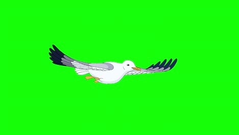 seagull flies 4k chroma key