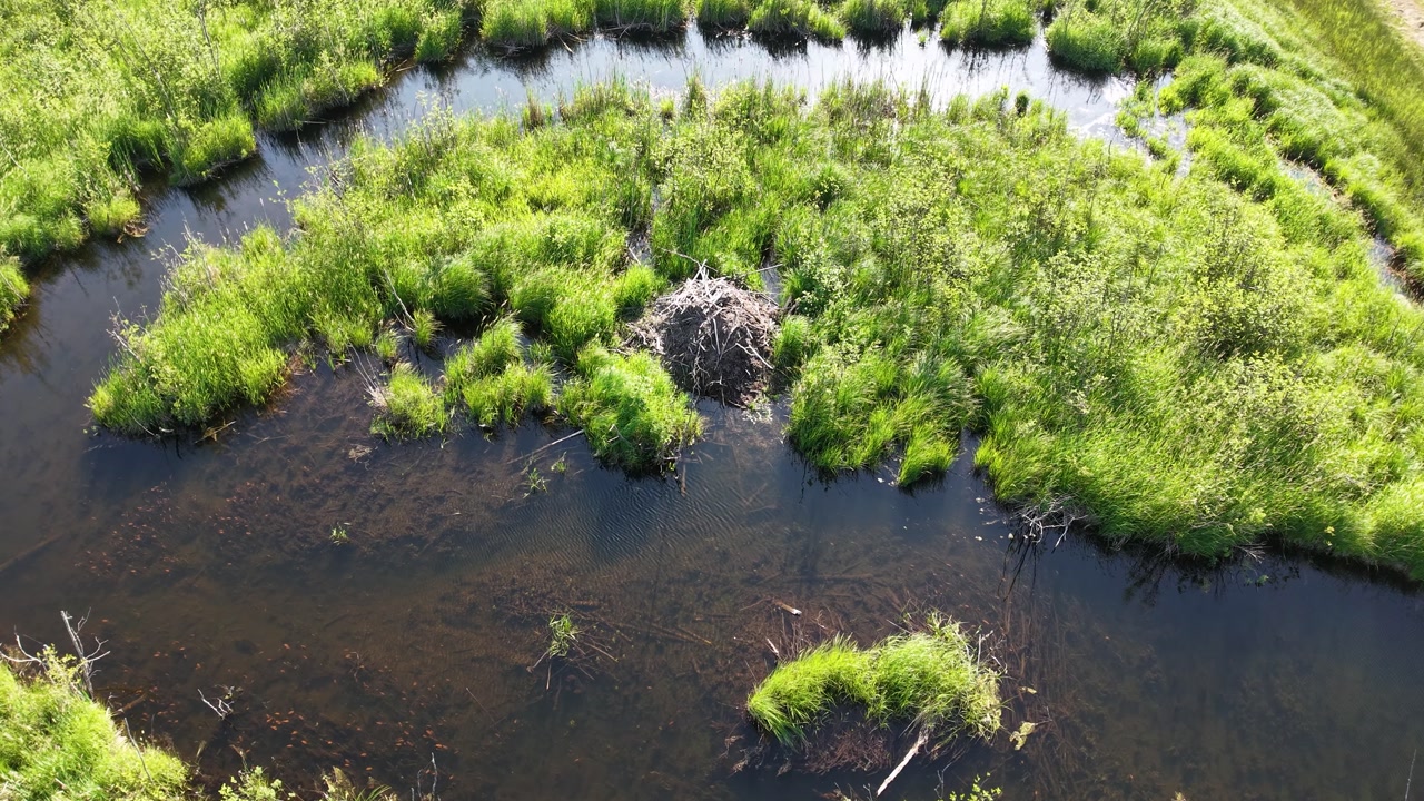 Aerial drone view of a small pond surrounded by lush green grasses and wetland vegetation in summer wilderness.
