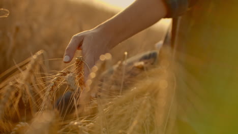 Mano-De-Mujer-Corriendo-Por-El-Campo-De-Trigo.-Mano-De-Niña-Tocando-Espigas-De-Trigo-Primer-Plano.concepto-De-Cosecha.-Cosecha.-Mano-De-Mujer-Corriendo-Por-El-Campo-De-Trigo