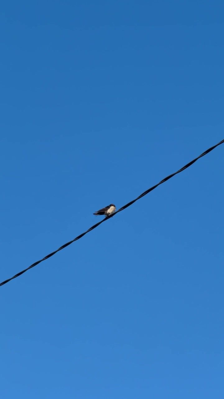 Lille fugl siddende på elledning mod klar blå himmel
