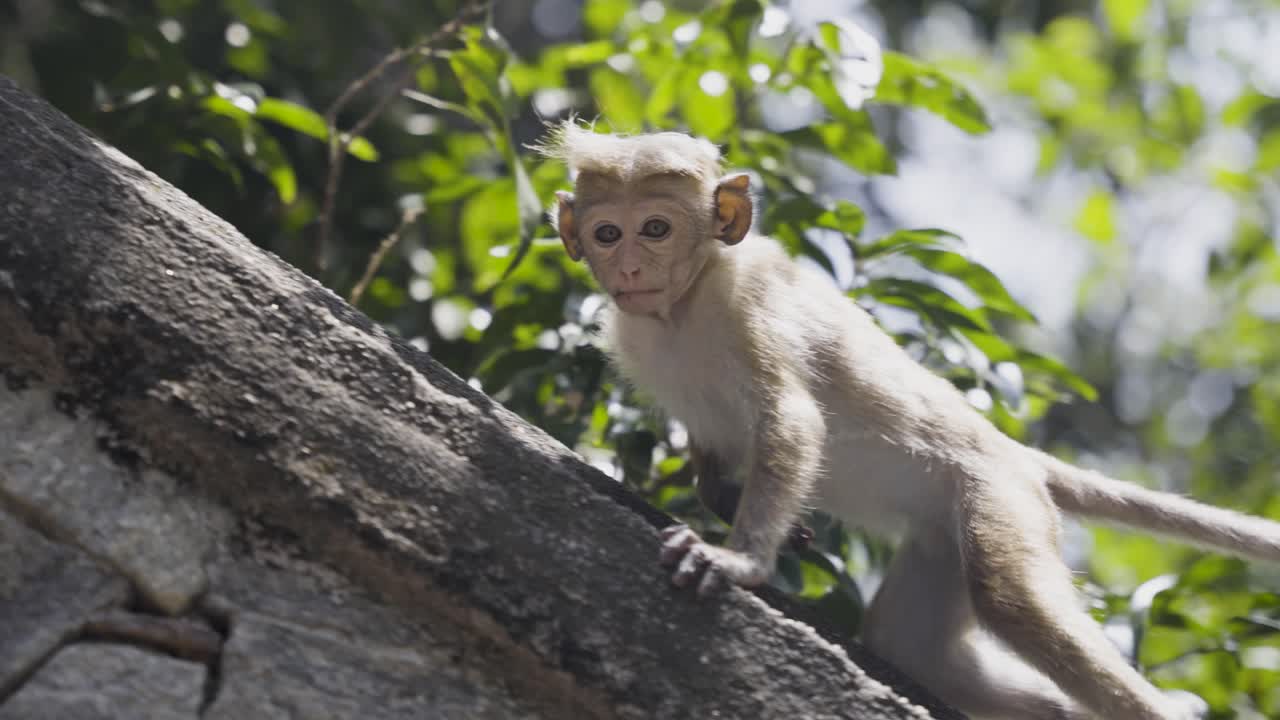 Young Monkey Climbing on a Rock in a Forest