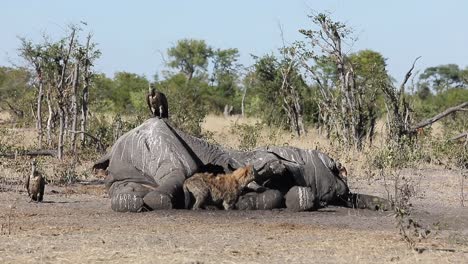 heavily pregnant spotted hyena and vultures scavenge elephant carcass