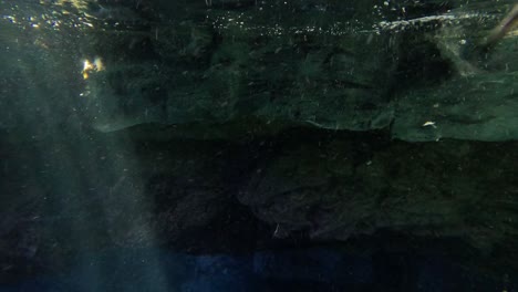 penguin swimming rapidly through underwater scenery