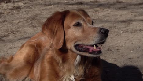 hovawart dog lying in sand and looking content