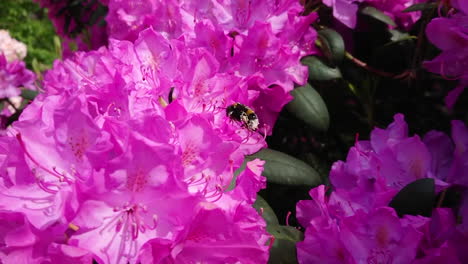 Die-Wütende-Hummel-Hat-Hunger