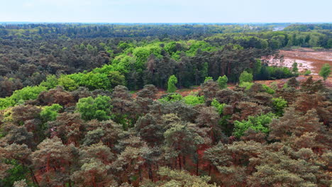 lush forest landscape in the netherlands. a breathtaking view of dense forests showcasing vibrant green trees and earthy tones, capturing nature's beauty