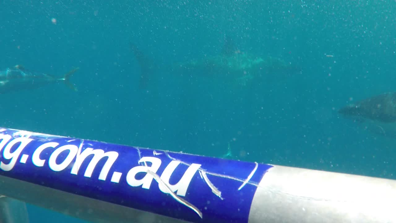 Underwater Scene with Fish and Bubbles