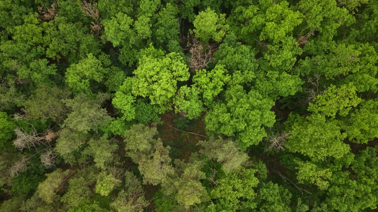 Una ripresa con drone dall'alto cattura una fitta e lussureggiante volta forestale che mostra diverse texture di alberi verdi e il fogliame forestale stagionale