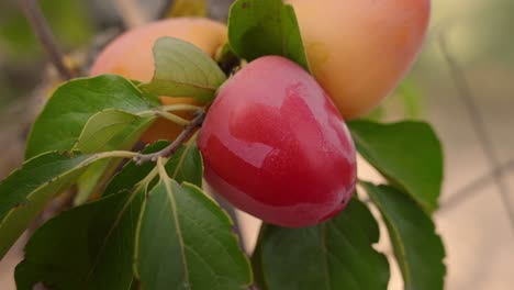 la cosecha de la fruta de caqui con han