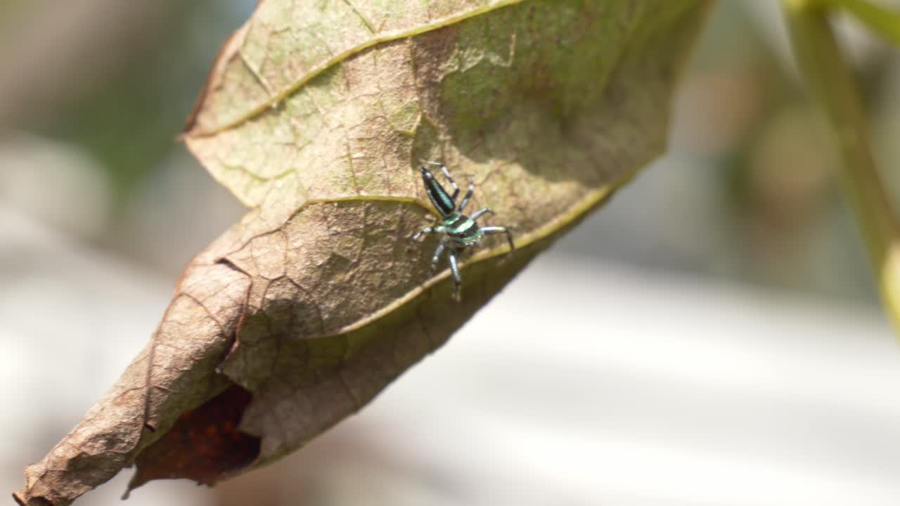Jumping Spider On Dry Leaf - Close Up