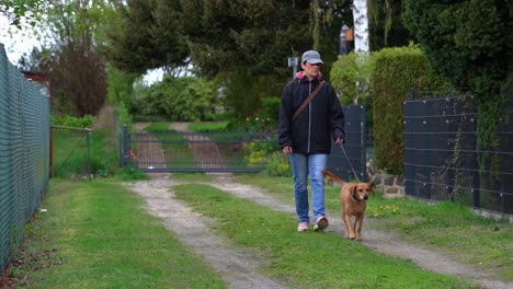 dog walker with dog in urban area