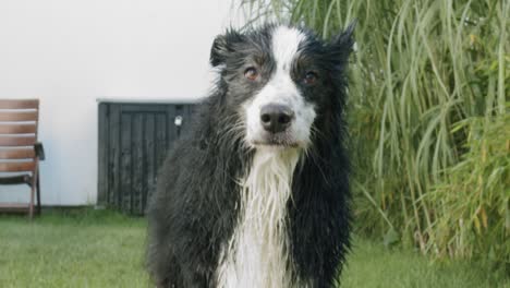 a wet dog licking his snout in slow motion