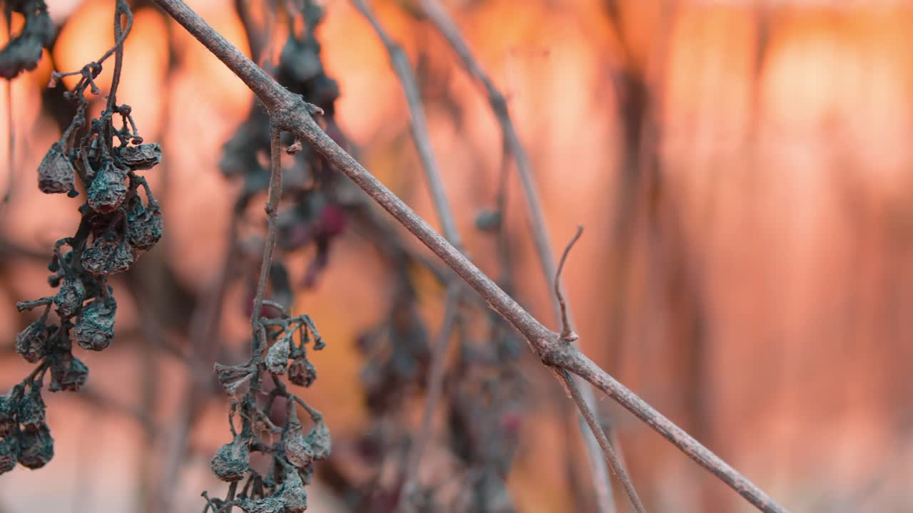 메마르고 생명력 없는 마른 포도나무의 패닝 숏은 쇠퇴, 가뭄, 그리고 계절의 흐름을 상징해요