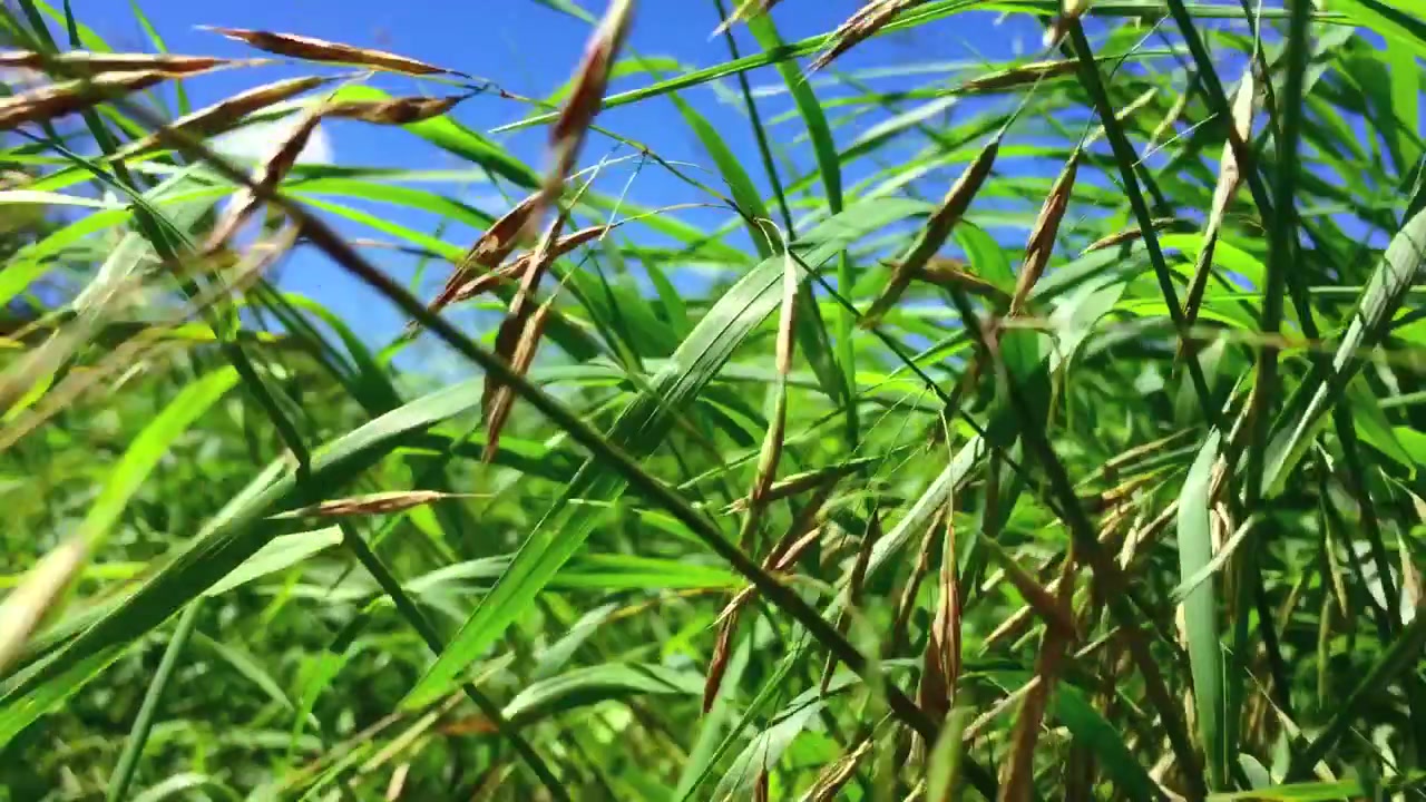 Primer plano mirando desde altas hierbas de verano que se mecen lentamente con el viento en un campo de cultivo durante el verano canadiense.