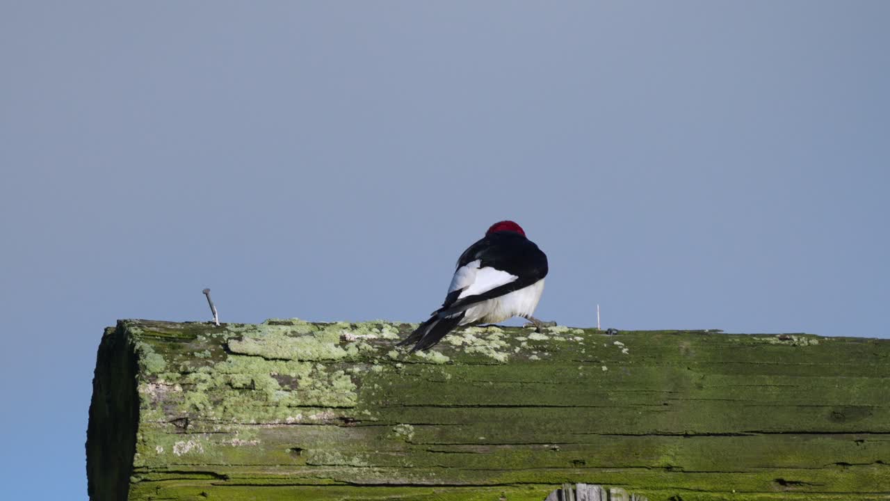 un pájaro carpintero de cabeza roja posado en un poste y buscando pájaros en el brillante sol de verano