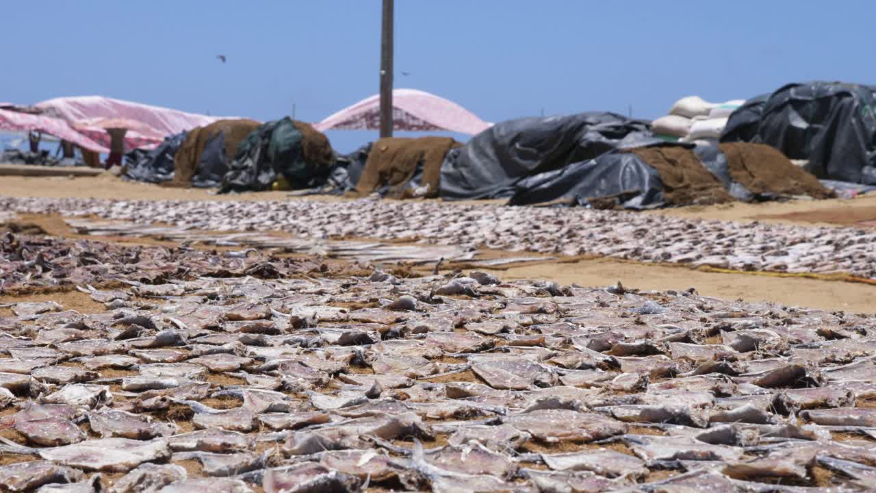 스리랑카 네곰보에 있는 현지 어시장 해변가에서 뜨거운 태양 아래 많은 생선이 말리고 있습니다.
