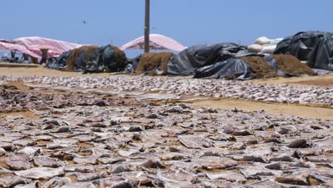 lots of fish being dried in the hot sun by the beach at the local fish market in negombo, sri lanka
