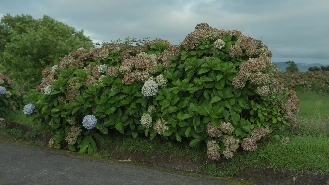 Un gran arbusto de hortensias con flores azules, blancas y rosas crece junto a un camino rural en la isla de San Miguel, en las Azores