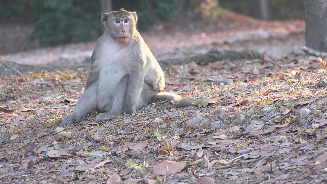 Wide Shot of a Big Monkey Sitting in the Center of the Shot Looking Around While Other Monkeys are in the Background