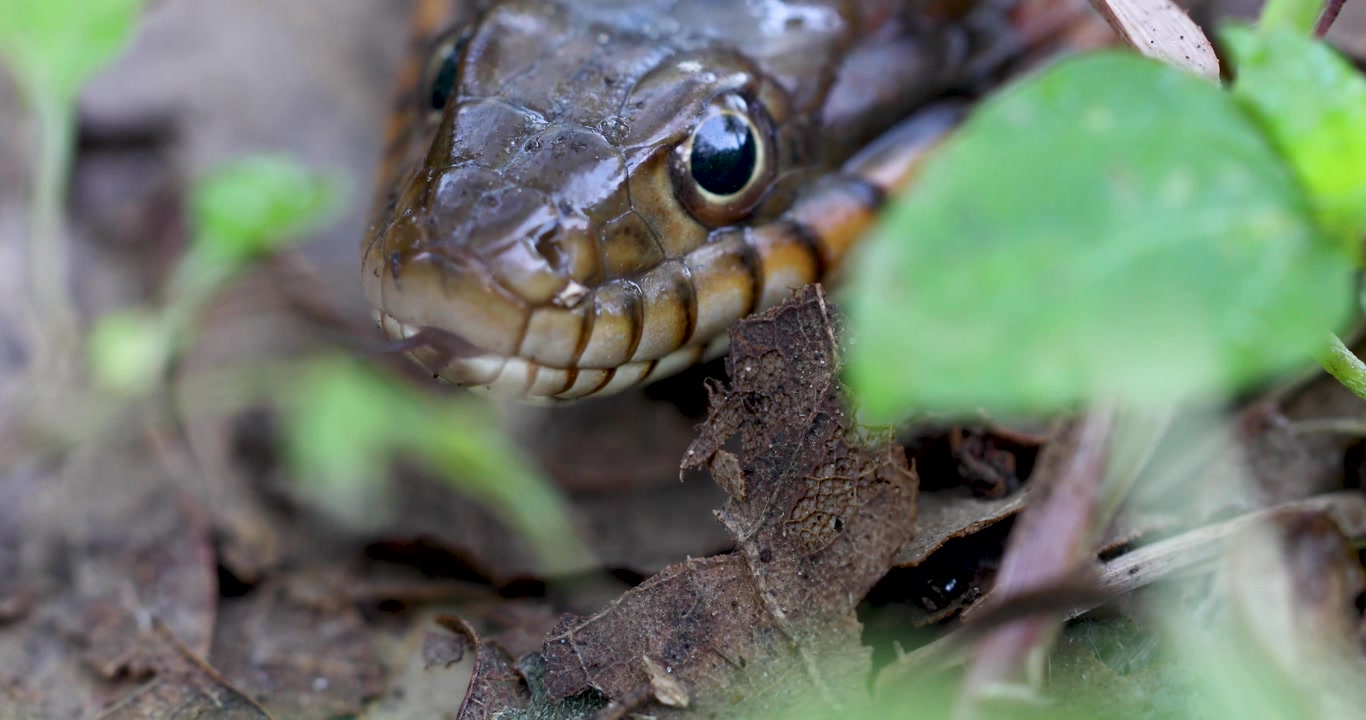 Video statico in primissimo piano di un serpente acquatico dal ventre liscio (Nerodia erythrogaster).