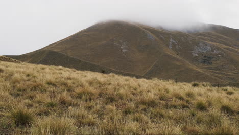 Nebelbedeckter-Neuseeländischer-Hügel-Mit-Goldenem-Gras,-Das-Sich-Im-Wind-Wiegt