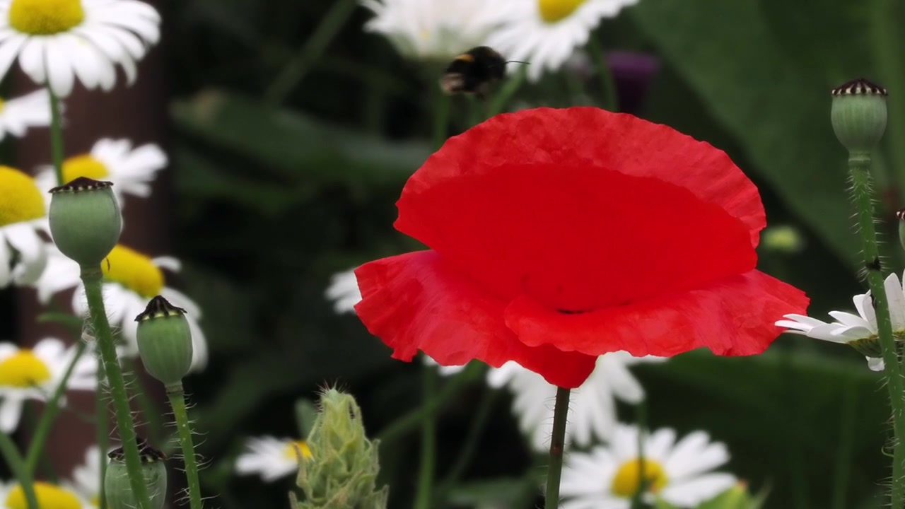 Papavero annuale rosso con capsule di semi acerbe e margherite comuni visitati da insetti