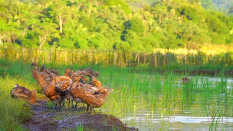 a flock of ducks is flapping their wings