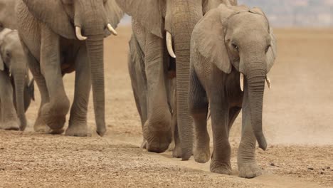 肯尼亞阿姆博塞利 (amboseli) 一行大象和小象走過攝影機的剪輯