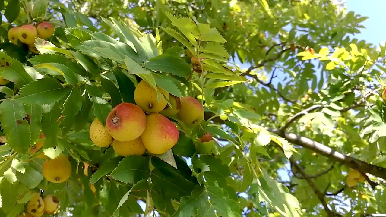 Primo piano dei frutti di sorbo che si muovono dolcemente nella brezza, Parte 1, IMMAGINE FISSA