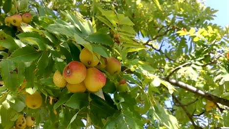 Vista-De-Cerca-De-Los-Frutos-Del-árbol-Sorb-Moviéndose-Suavemente-Con-La-Brisa,-Parte-1,-Todavía