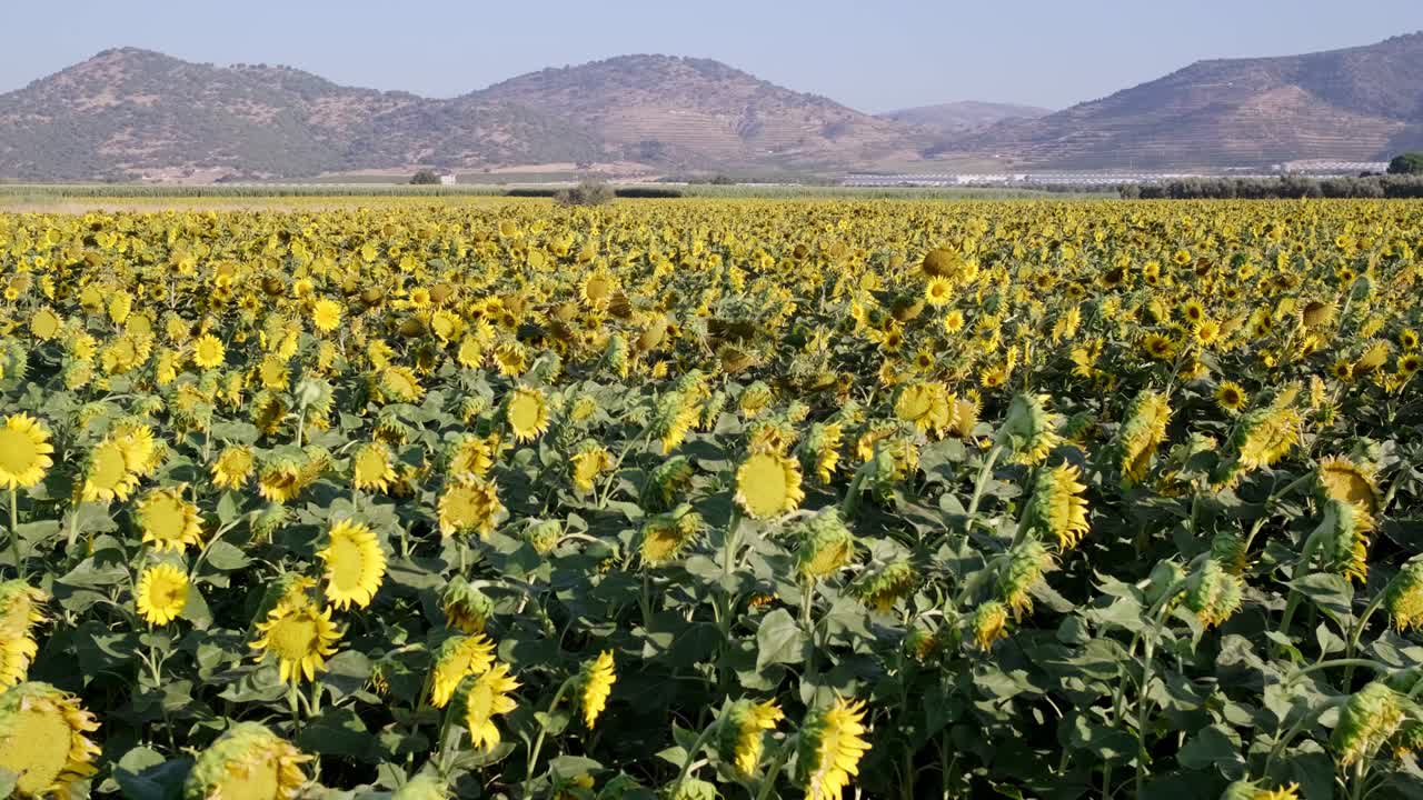 Filmato stabile di un paesaggio con campo di girasoli