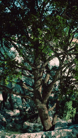 majestic tree among rocks