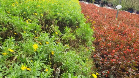 the beautiful flowers and grass beds of cameron highlands malaysia