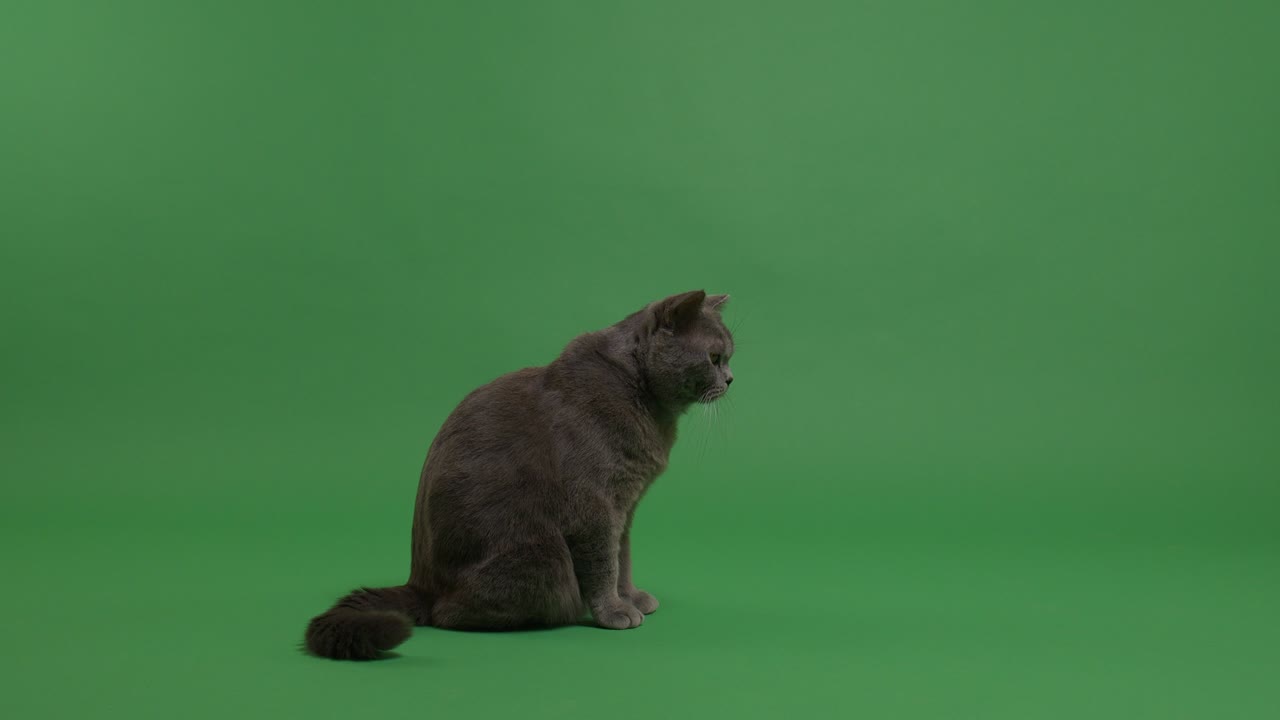 영국 단털 고양이가 무언가를 보고 있다