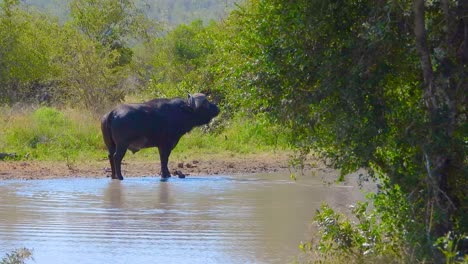 un búfalo africano solitario está de pie en un pozo de agua en el parque nacional kruger, rodeado de exuberante vegetación y reflejando la calma en el sereno hábitat natural.