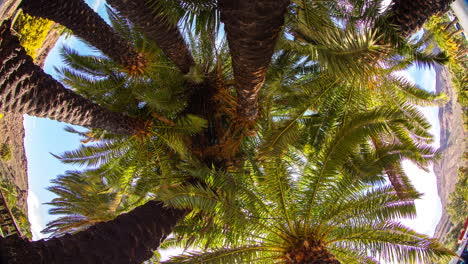 Fish-eye-of-palm-trees-and-sky