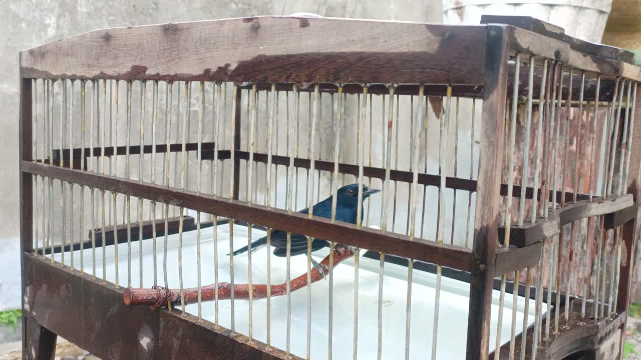 새는 동굴에서 목욕을 준비하고 있다.