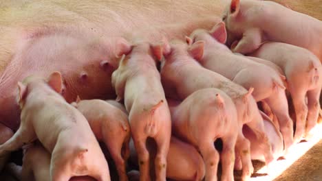 little piglets feeding from her mother on a farm