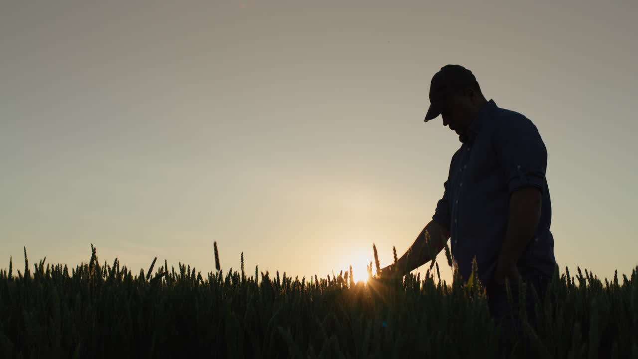 vista de atrás: solo granjero en un campo de trigo, toca las orejas con la mano.