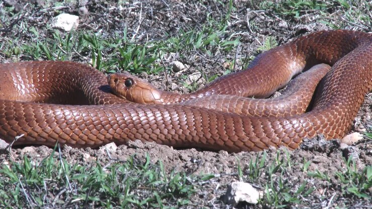 A basking golden brown cape cobra basking on the grassland, close up