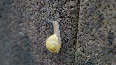 vertical view of a snail climbing up rough